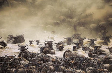 The great migration safari Arusha