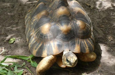 Village des Tortues Dakar