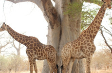 Visiter la réserve de bandia Dakar