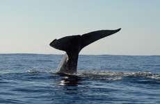 Whale discovery Antananarivo