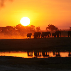 African Jacana Safari Tours