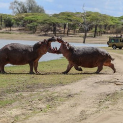 Alfamale tours & safaris 