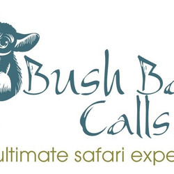 Bush Baby Calls