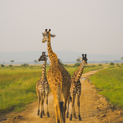 Bush Lion Tours