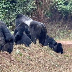 Kubwa Five Safaris
