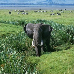 Safari Stride