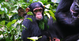 04-day-primates-to-predators-kibale-queen-elizabeth-safari-4D3NbZN0lO.jpg 3