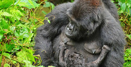 04-days-gorilla-trekking-safari-8Sm275T2sJ.jpeg 1