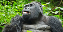 04-days-gorilla-trekking-safari-a1O27MhM56.jpeg 2
