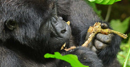 04-days-gorilla-trekking-safari-bOt3DgcYGc.jpeg 3