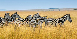 06-days-best-of-kenya-budget-safari-in-a-jeep-vaAmrlXryx.jpg 3