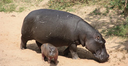 1-day-flying-from-zanzibar-to-mikumi-np-impressive-safari-tour-2uGNX.jpg 3