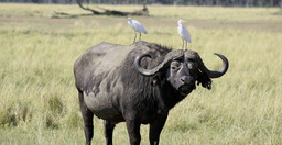 1-day-flying-from-zanzibar-to-mikumi-np-impressive-safari-tour-IAtJK.jpg 2