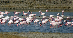 1-day-flying-from-zanzibar-to-mikumi-np-impressive-safari-tour-S2vie.jpg 1