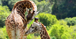 1-day-group-jeep-safari-arusha-national-park-tanzania-IjQvAOoRMV.jpeg 2