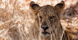 1-day-group-jeep-safari-arusha-national-park-tanzania-Ly7xtpoyUx.jpeg 1