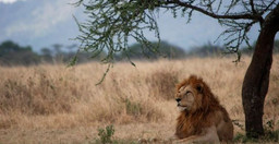 1-day-group-jeep-safari-arusha-national-park-tanzania-i2HNoeHuCR.jpeg 3