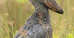 1-day-shoebill-mabamba-tour-VdnHt.jpg 3