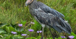 1-day-shoebill-mabamba-tour-i8XIQ.jpg 2