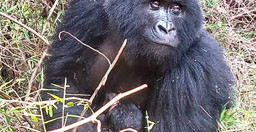 10-day-primates-and-savannah-experience-OAhFHbvIEW.jpeg 1