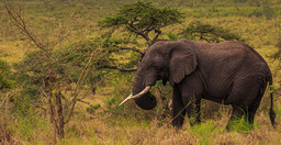 10-day-rwanda-uganda-gorillas-and-african-big-five-tour-kJ5E6.jpg 2