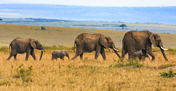 10-day-rwanda-uganda-gorillas-and-african-big-five-tour-n4DR1.jpg 1