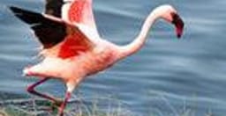 10-day-shared-serengeti-ngorongoro-tarangire-manyara-aYCJF.jpg 1