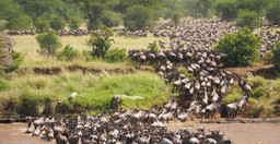 10-days-9-nights-top-tanzania-luxury-safari-tour-PBWSy.jpg 3