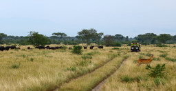 10-days-gorillas-wildlife-safari-jUFBO9hStA.jpg 3