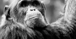 10-days-uganda-gorillas-and-game-safari-xZKtVFtybz.jpeg 1