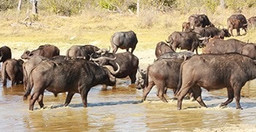 10-days-victoria-falls-adventure-safari-in-botswana-HOl1C.jpg 3