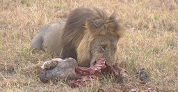 10-days-victoria-falls-adventure-safari-in-botswana-brAvE.jpg 2