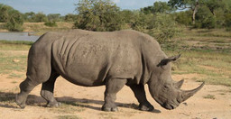 11-days-gorillas-and-big-game-safari-in-uganda-rwanda-CfiNTO7wQQ.jpeg 2