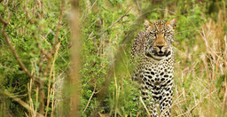 11-days-gorillas-and-big-game-safari-in-uganda-rwanda-j1MAUnWknc.jpeg 3