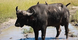 13-days-spectacular-safari-in-north-west-district-botswana-OP6mw.jpg 1