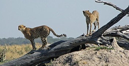 13-days-spectacular-safari-in-north-west-district-botswana-nB5Oq.jpg 3