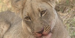 13-days-spectacular-safari-in-north-west-district-botswana-xIamj.jpg 2