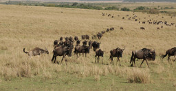 14-days-gorillas-game-and-masai-mara-safari-GIlxrFHn43.jpg 3