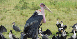 15-days-uganda-wildlife-and-activity-holiday-qpASKZcHc3.jpg 3