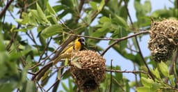 19-days-birding-holiday-in-uganda-ExXAFFJQP9.jpg 2