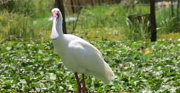 19-days-birding-holiday-in-uganda-NziZvfbIxG.jpg 3