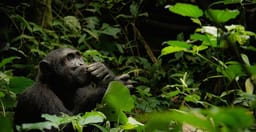 19-days-uganda-rwanda-primates-wildlife-safari-aeFiLRRBzI.jpeg 1