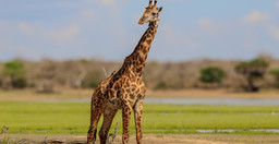 2-day-selous-nyerere-national-park-safari-package-game-drives-boat-safari-MkLUT.jpg 2
