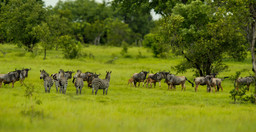 2-day-selous-nyerere-national-park-safari-package-game-drives-boat-safari-WN39t.jpg 3