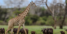 2-day-selous-nyerere-national-park-safari-package-game-drives-boat-safari-so2I5.jpg 1