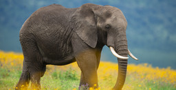 2-day-tarangire-ngorongoro-safari-from-zanzibar-oscEa.jpg 1