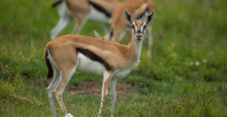 2-day-tarangire-ngorongoro-safari-from-zanzibar-roo05.jpg 2