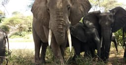 2-days-budget-camping-safari-tarangire-and-ngorongoro-S8s91.jpg 2