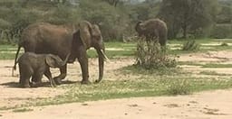 2-days-safari-lake-manyara-or-tarangire-ngorongoro-crater-F3LYb.jpg 1