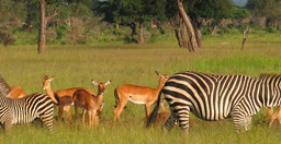 2days-mikumi-national-park-nHHUzAi9EE.jpeg 1